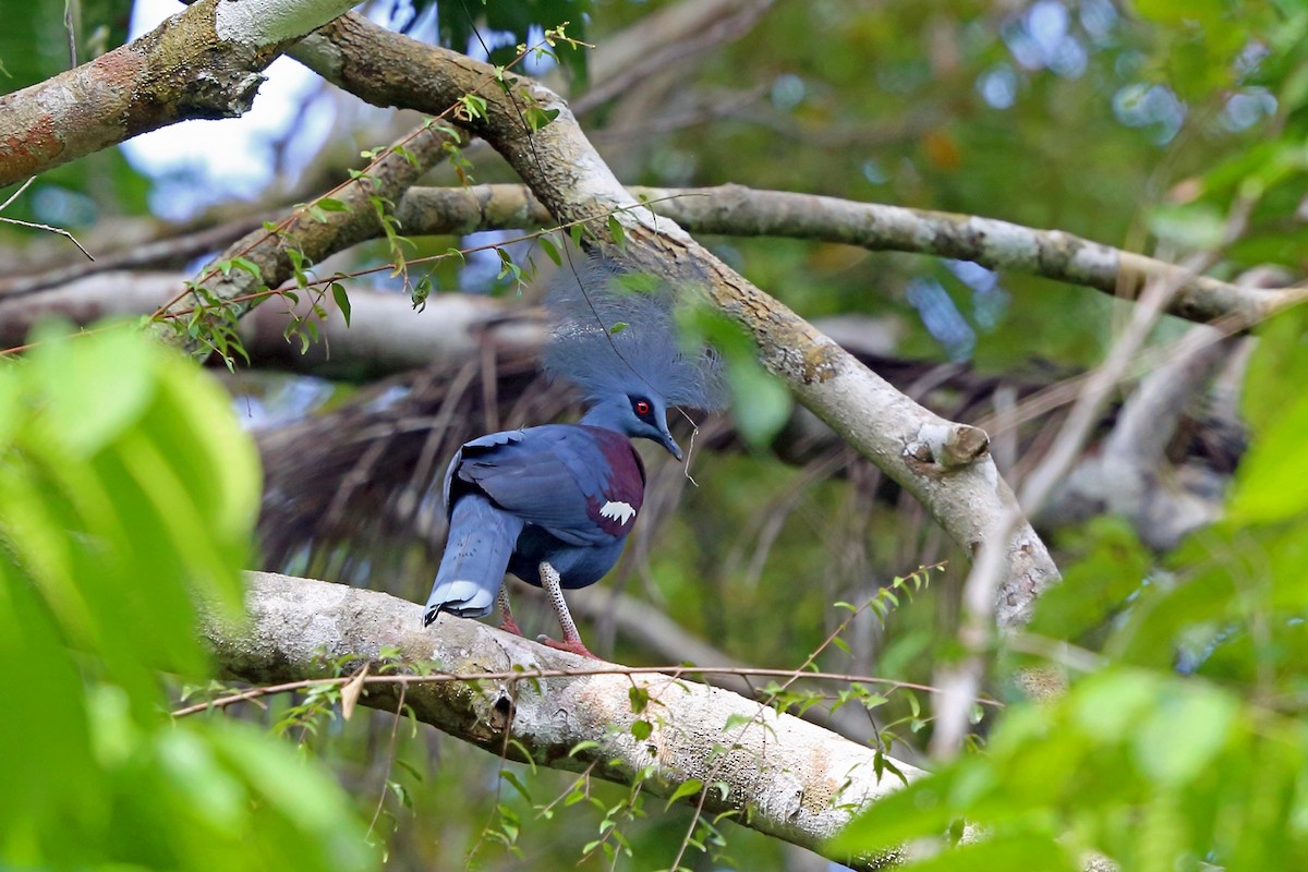 Western Crowned-Pigeon - ML47325751