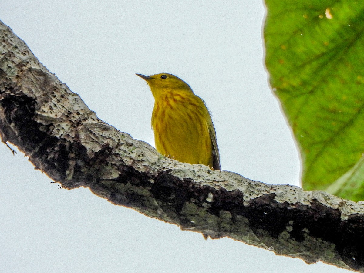 Yellow Warbler (Galapagos) - Thomas Schultz