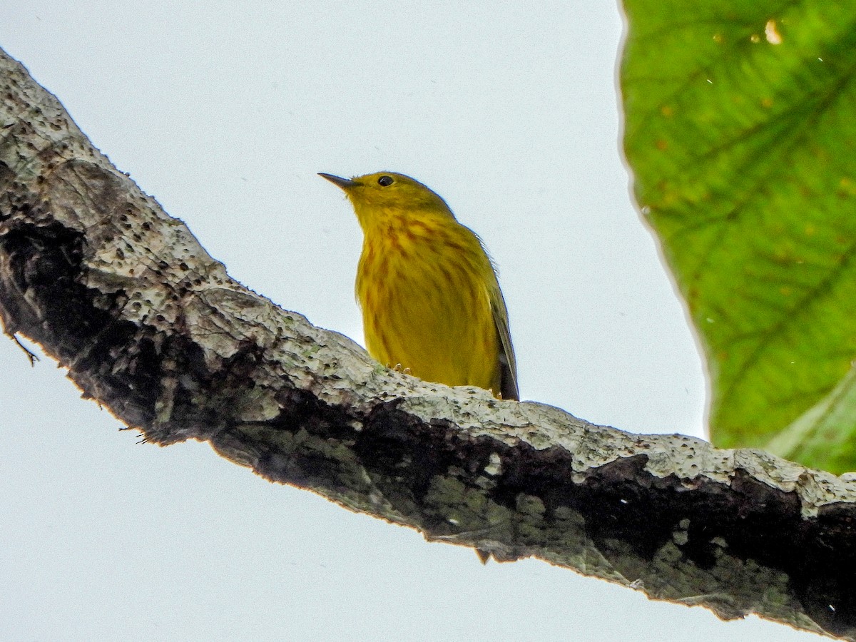 Paruline jaune (aureola) - ML473259211