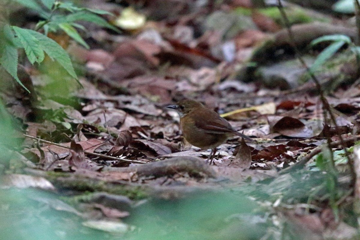 Petroica Terrestre Chica - ML47325941