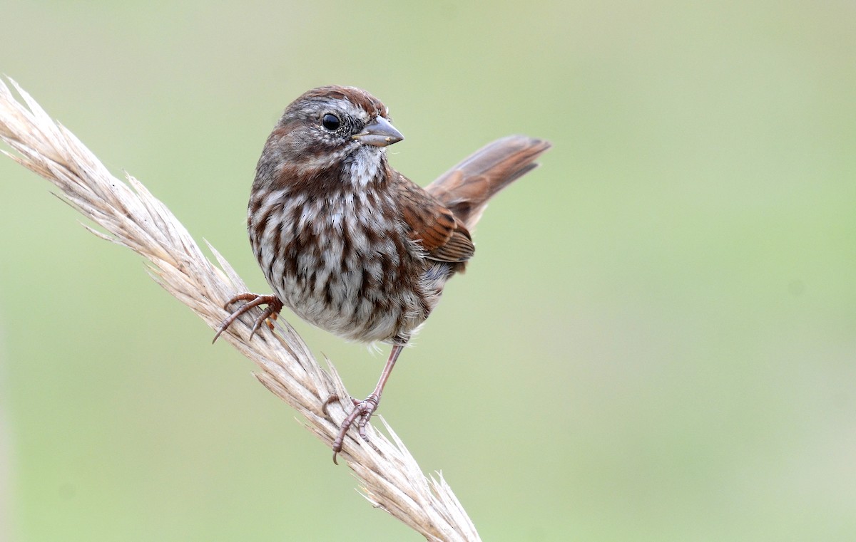 Song Sparrow - ML47325951