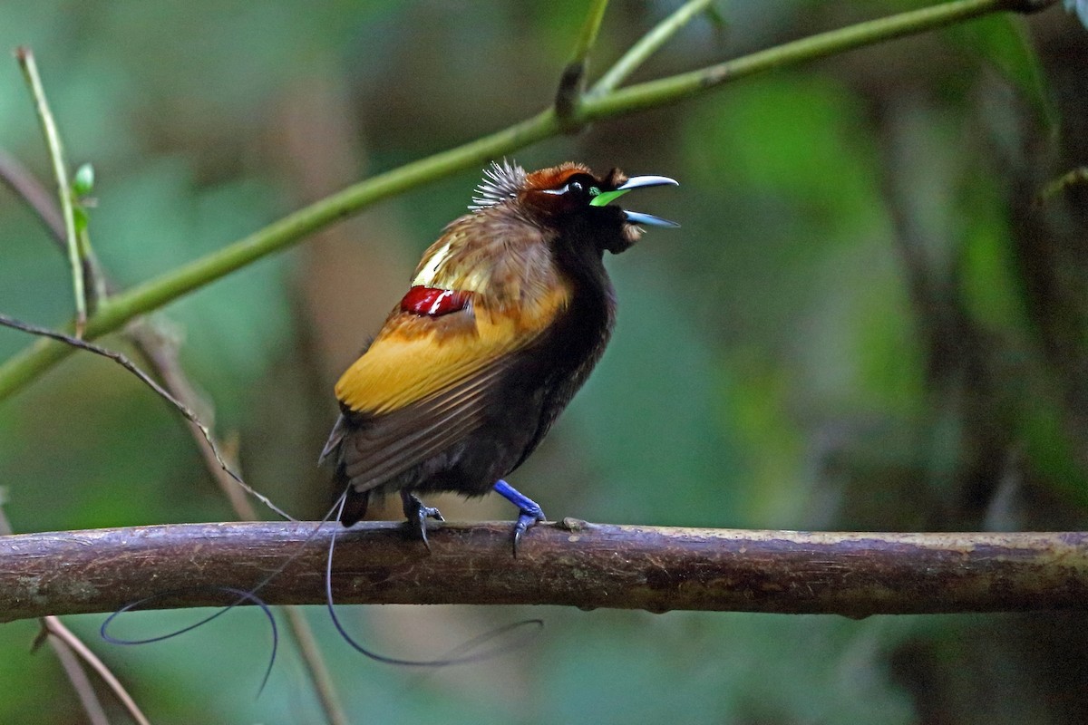 Magnificent Bird-of-Paradise - ML47326091