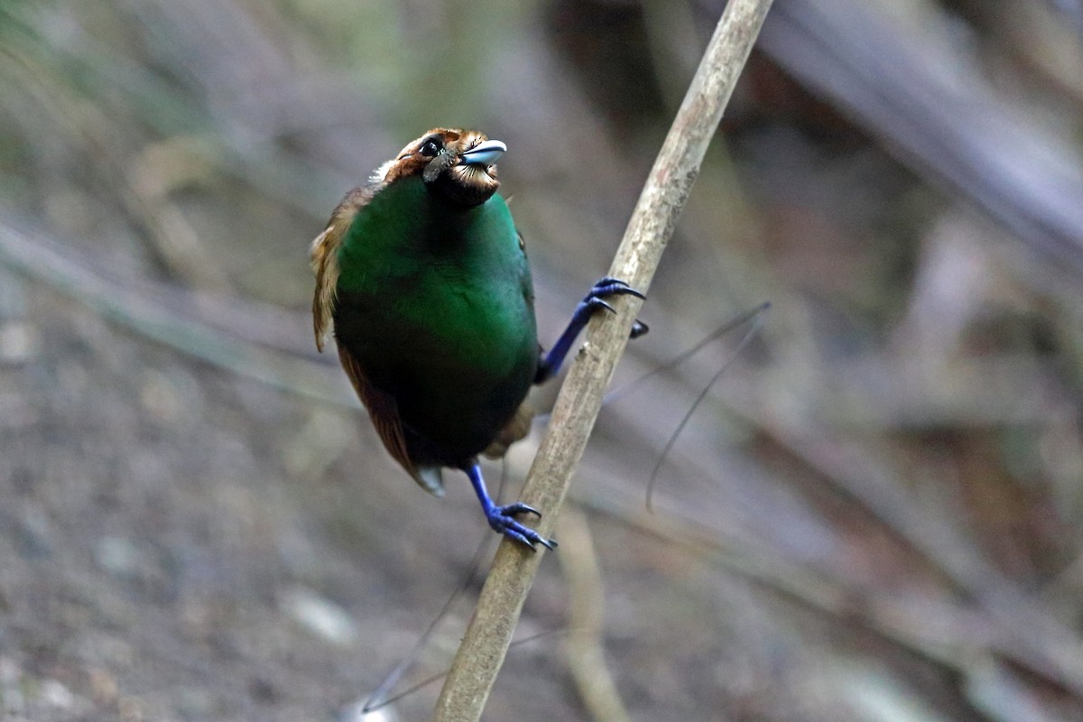 Magnificent Bird-of-Paradise - ML47326151