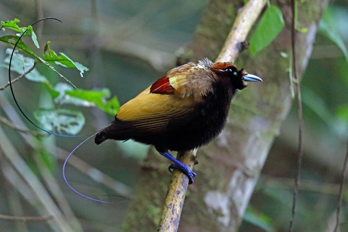 Magnificent Bird-of-Paradise - Nigel Voaden