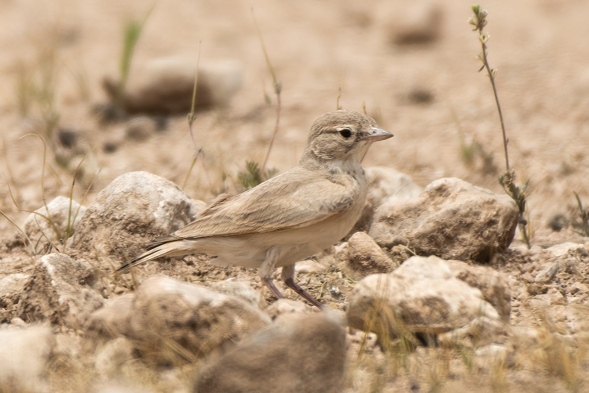 עפרוני חכלילי - ML473262351