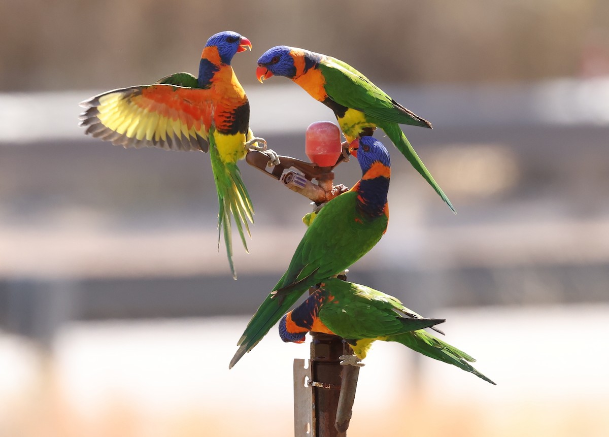 Red-collared Lorikeet - ML473262671