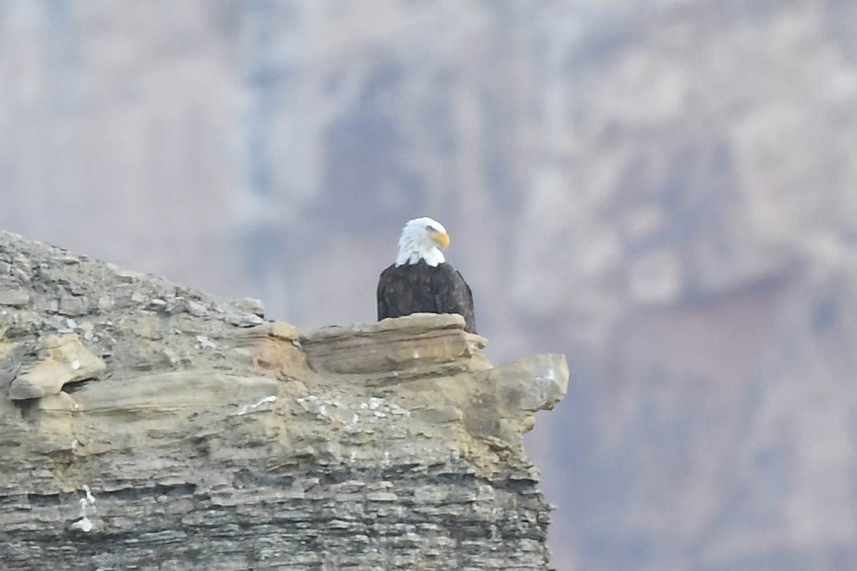 Bald Eagle - Bart Wickel