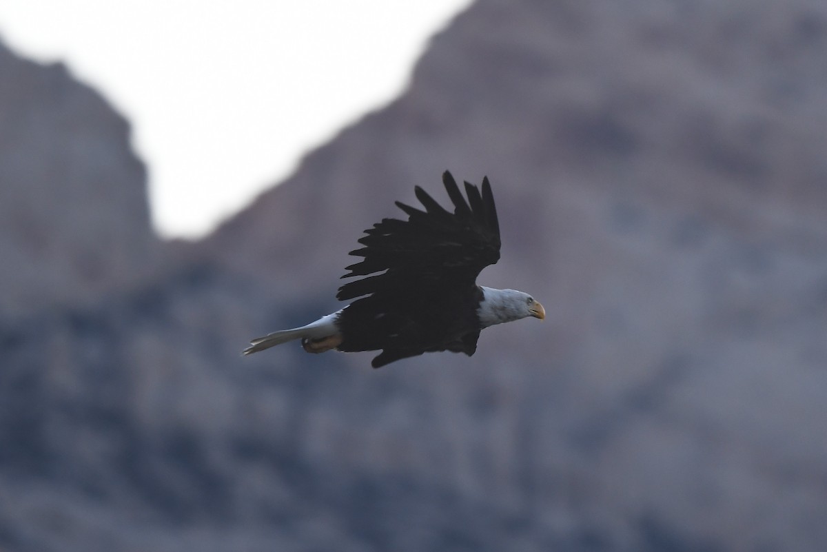 Bald Eagle - ML473262981