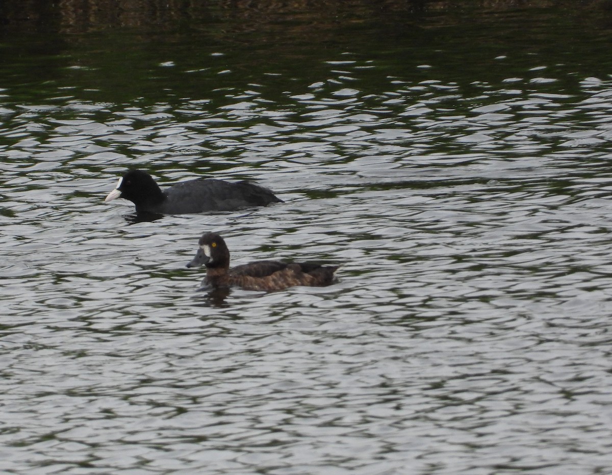 Greater Scaup - ML473263151