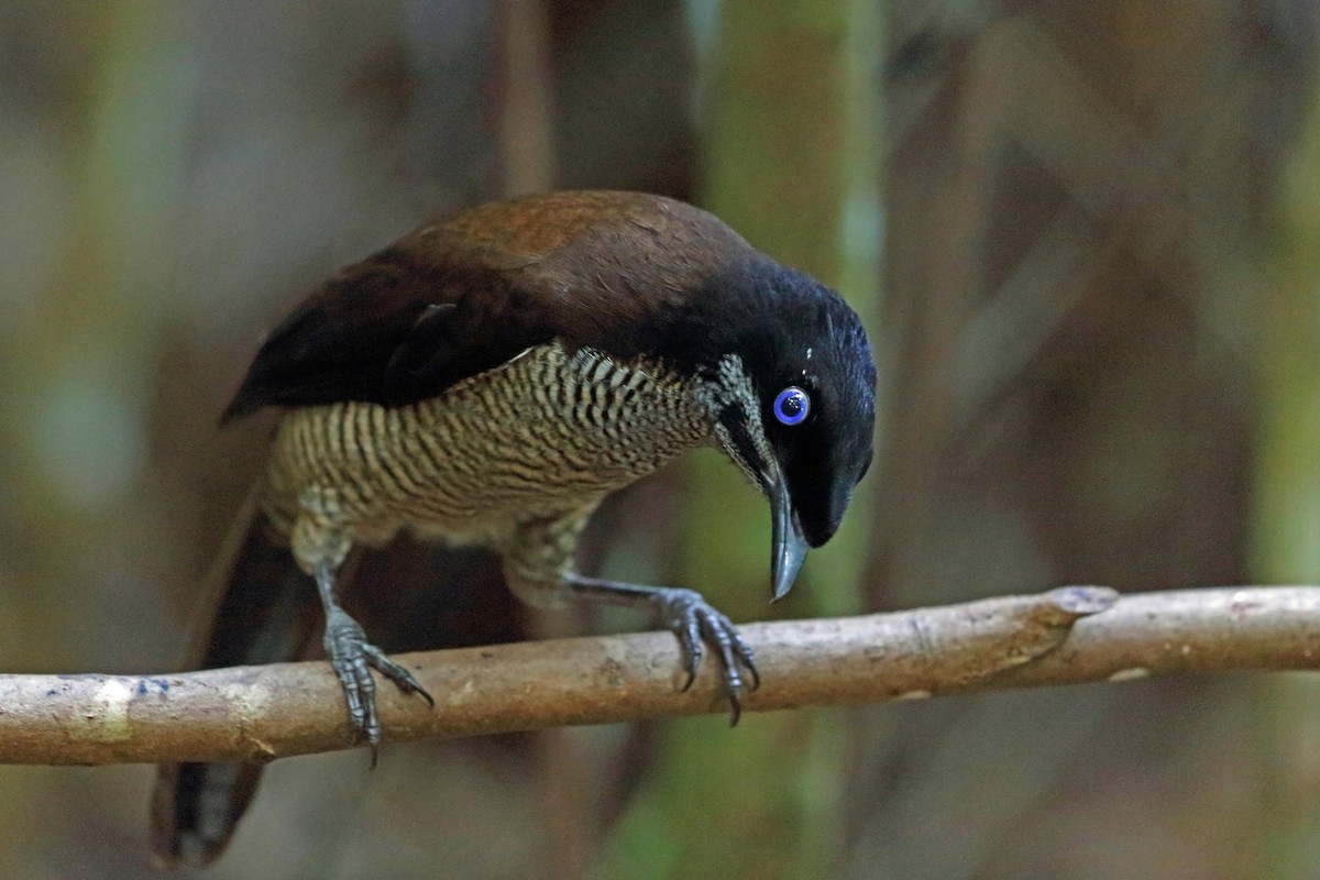 Western Parotia - ML47326321