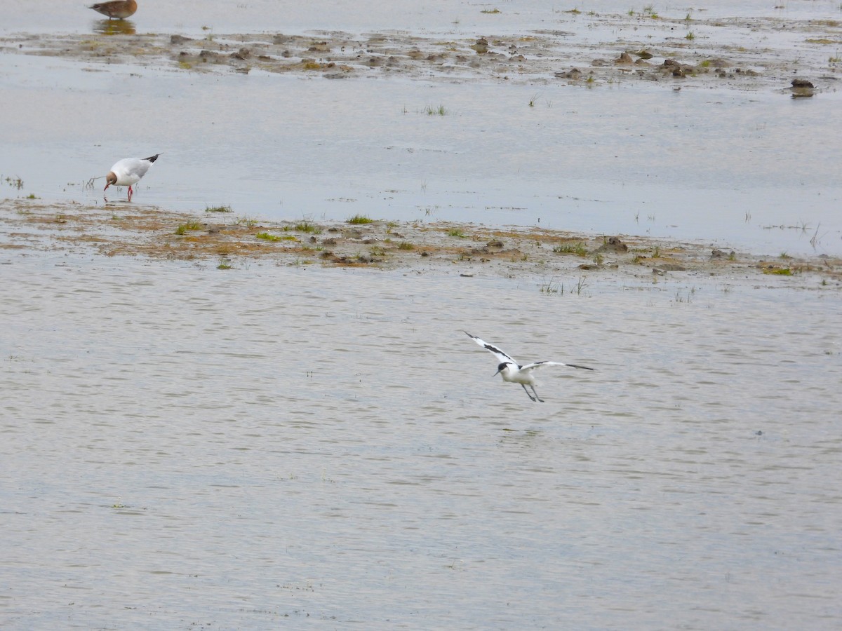 Pied Avocet - ML473263571