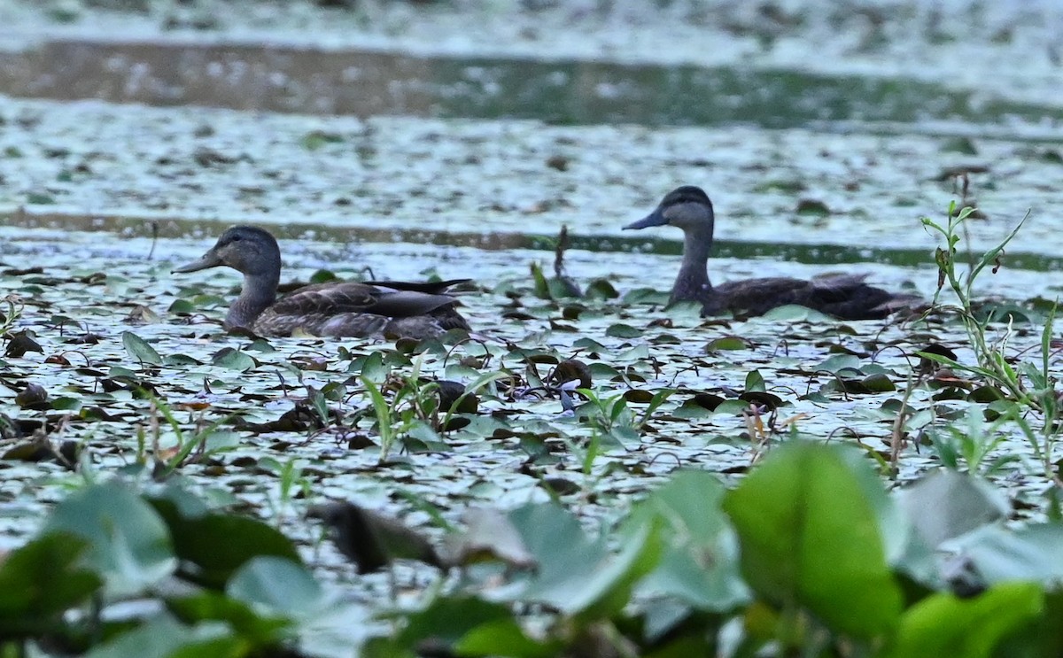 Mallard x American Black Duck (hybrid) - ML473264571