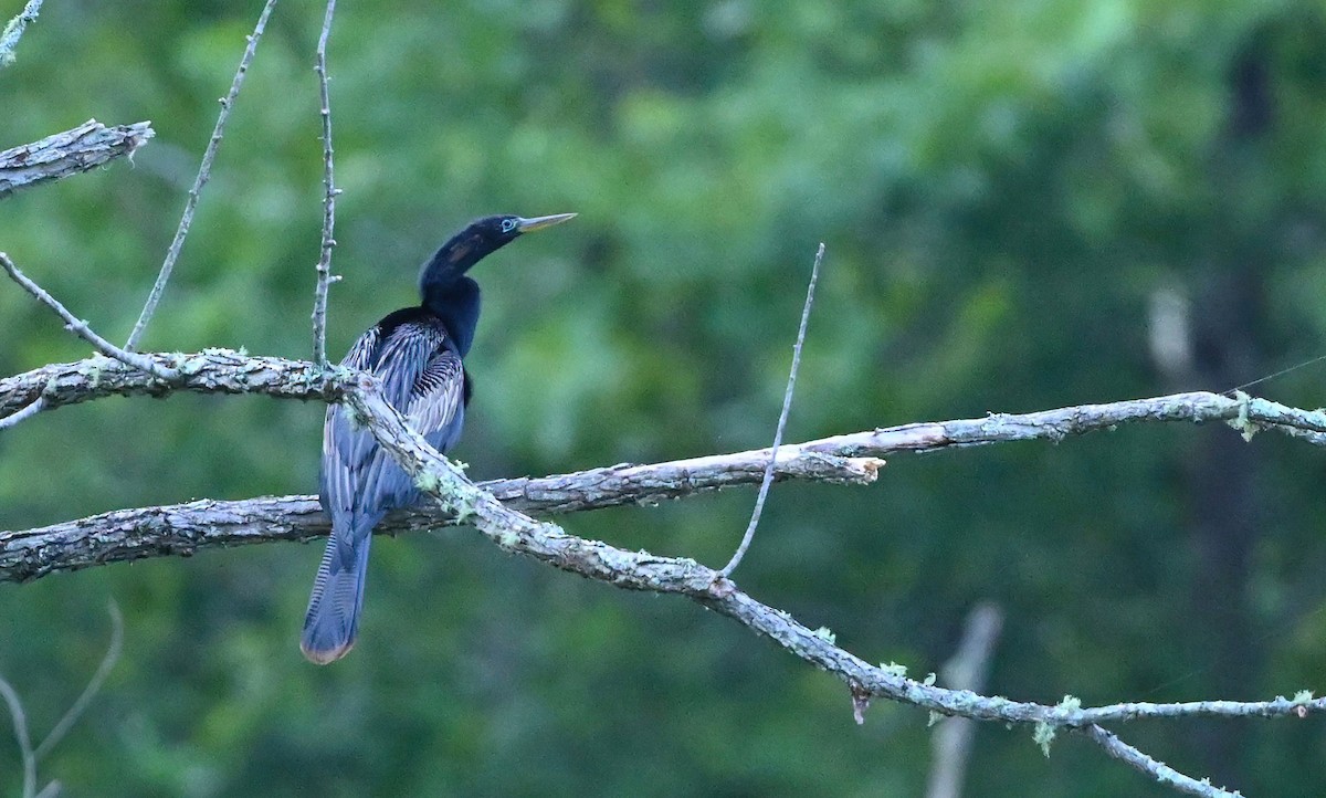 Anhinga - ML473264591