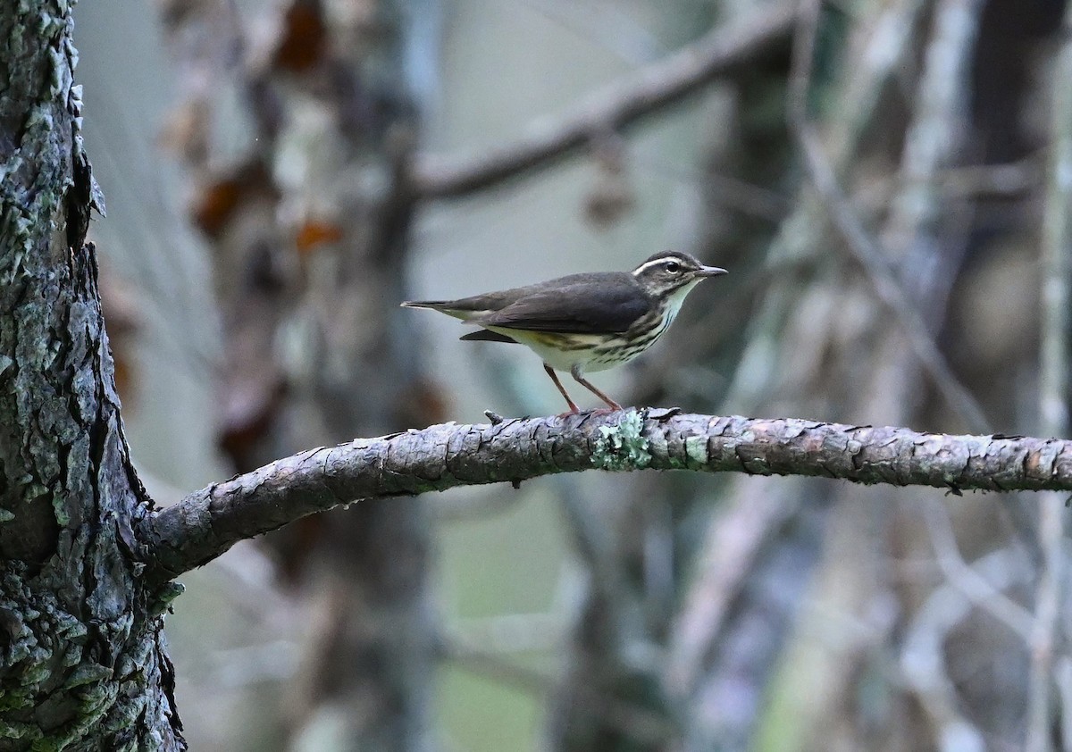 Louisiana Waterthrush - Ann Stinely