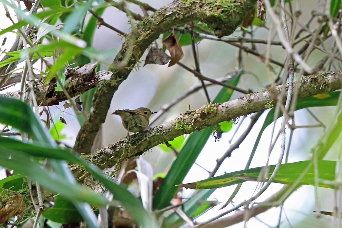 Vogelkop Scrubwren - ML47326481