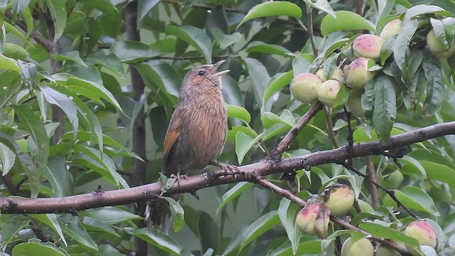 Streaked Laughingthrush - ML473265301