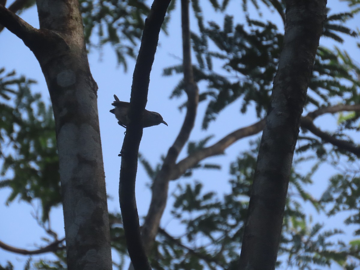 střízlík karolínský (ssp. albinucha/subfulvus) - ML473265451