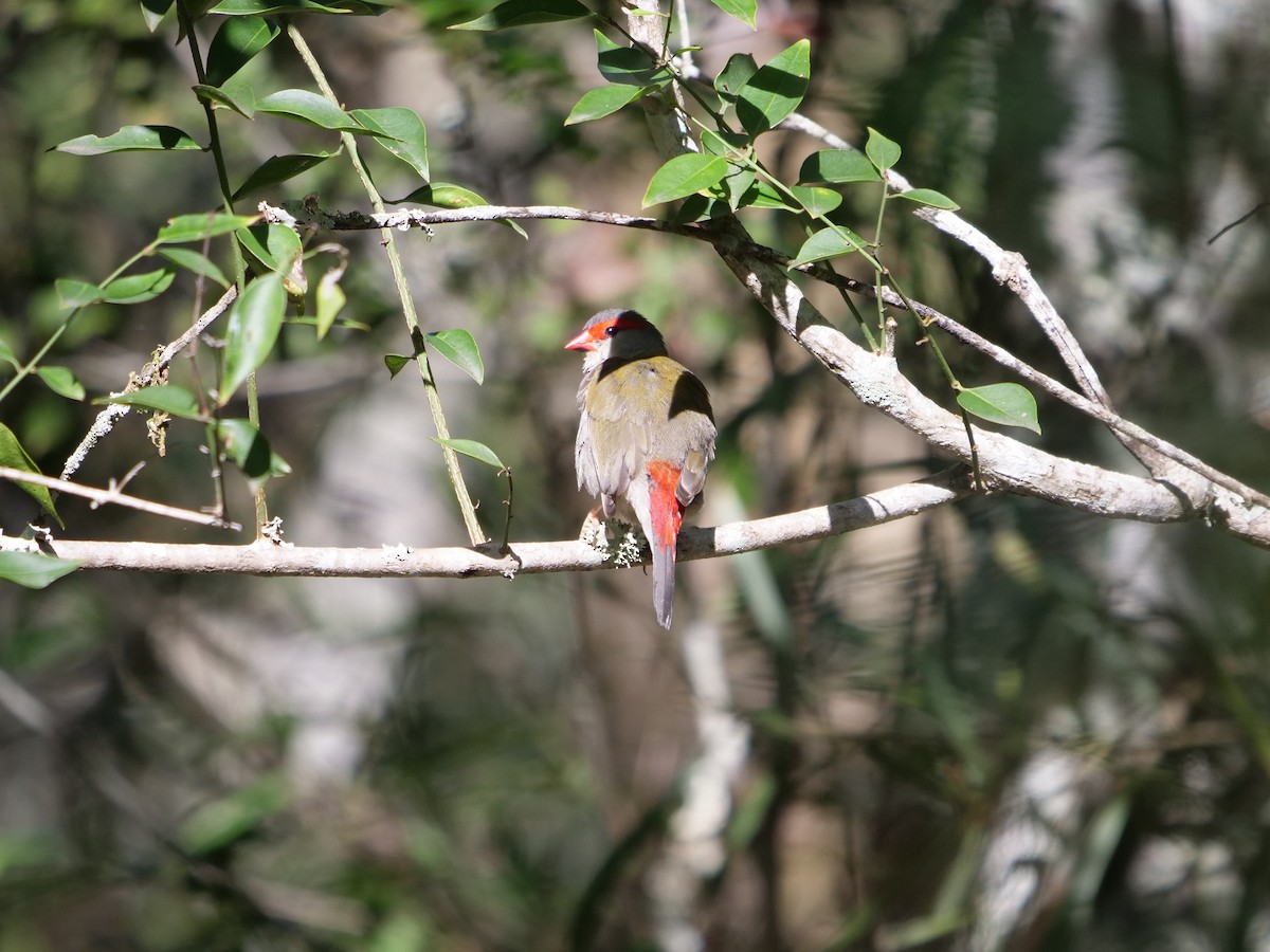 Red-browed Firetail - ML473267111