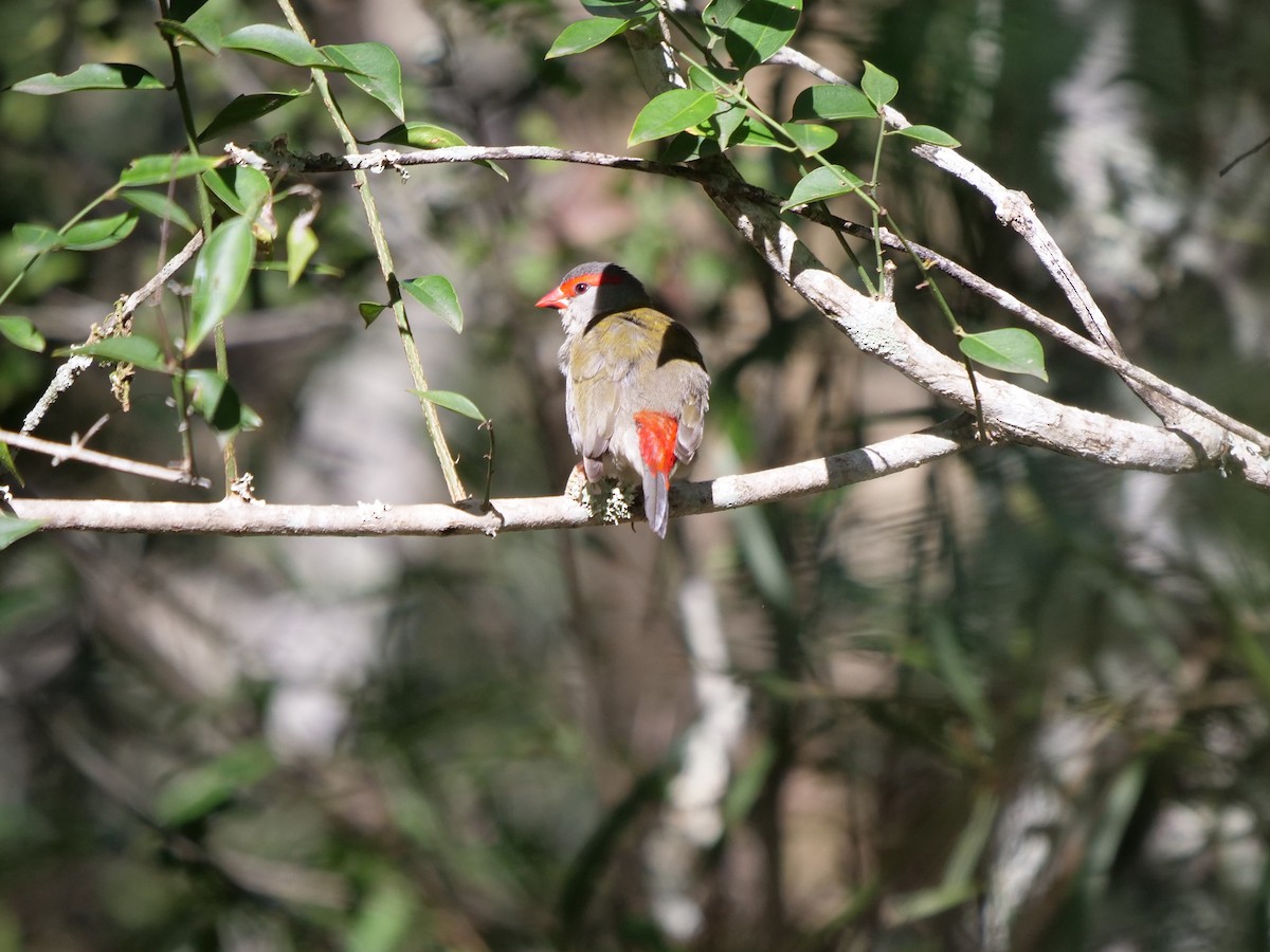 Red-browed Firetail - ML473267121