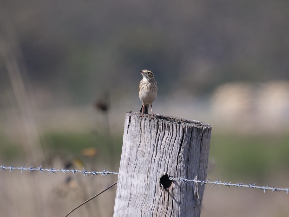 Australian Pipit - ML473267161