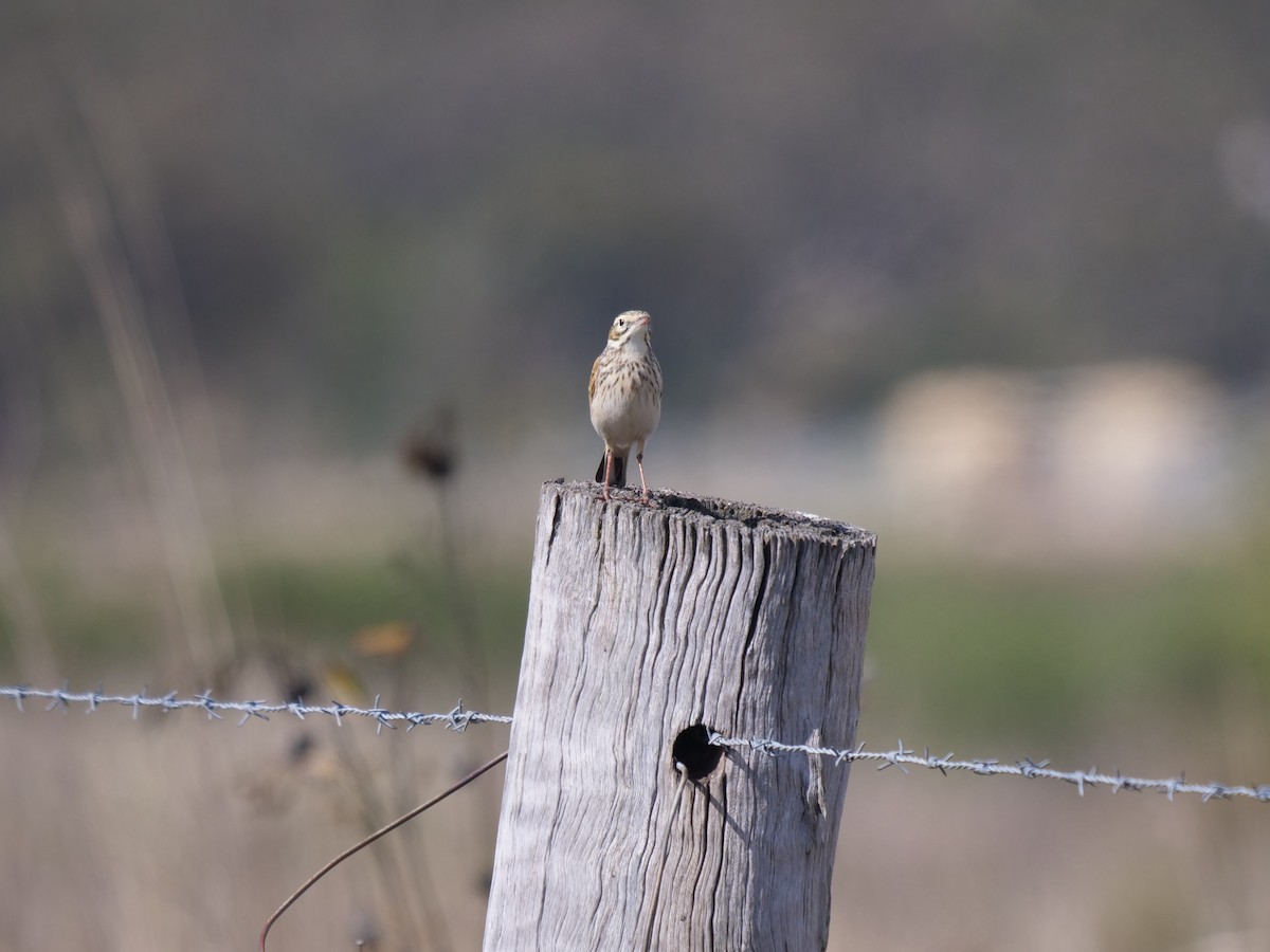 Australian Pipit - ML473267181