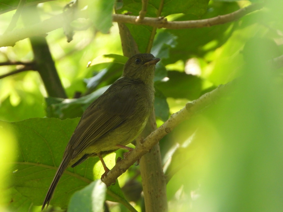 Bulbul verdâtre - ML473267821