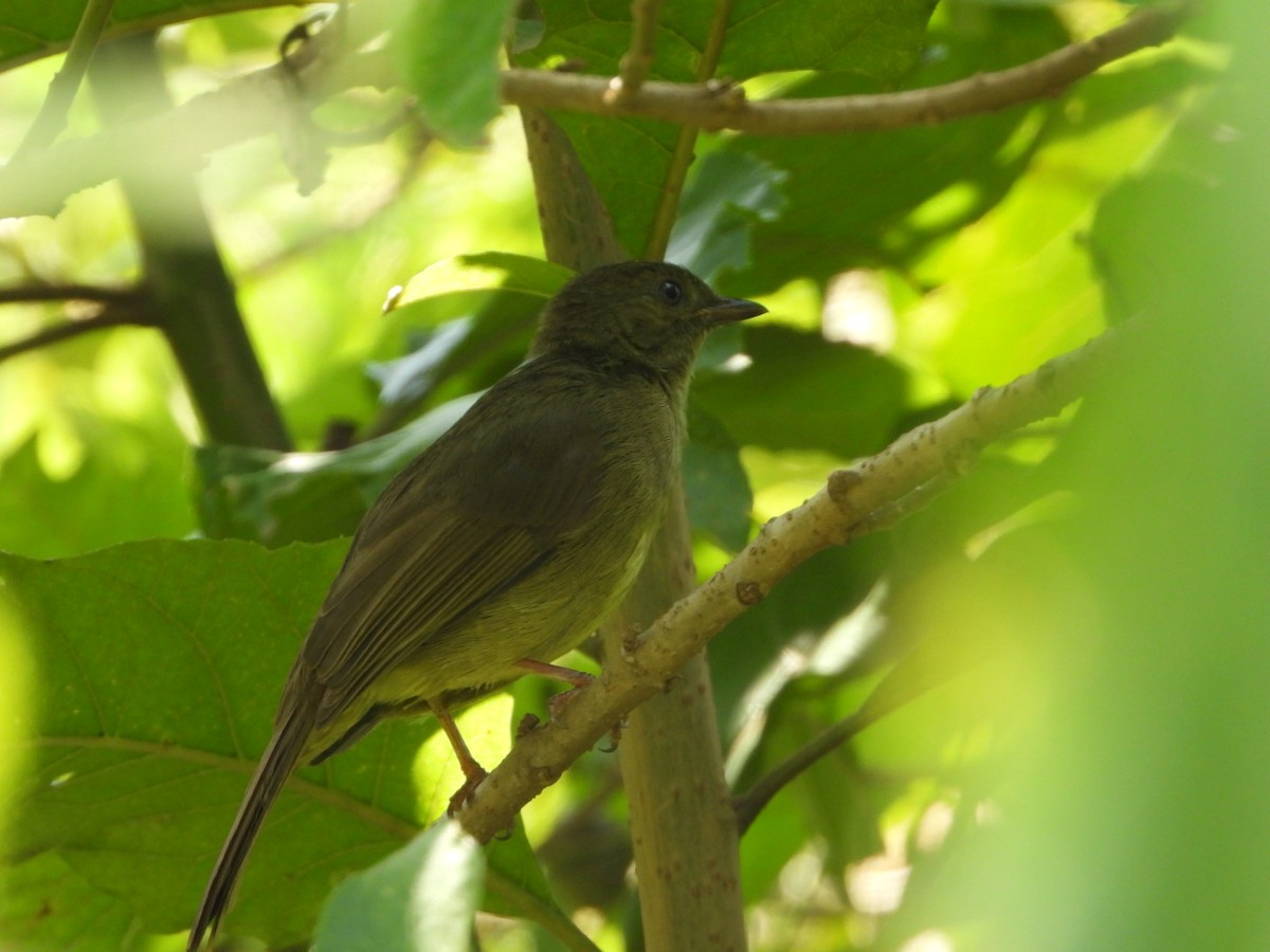 Bulbul verdâtre - ML473267831