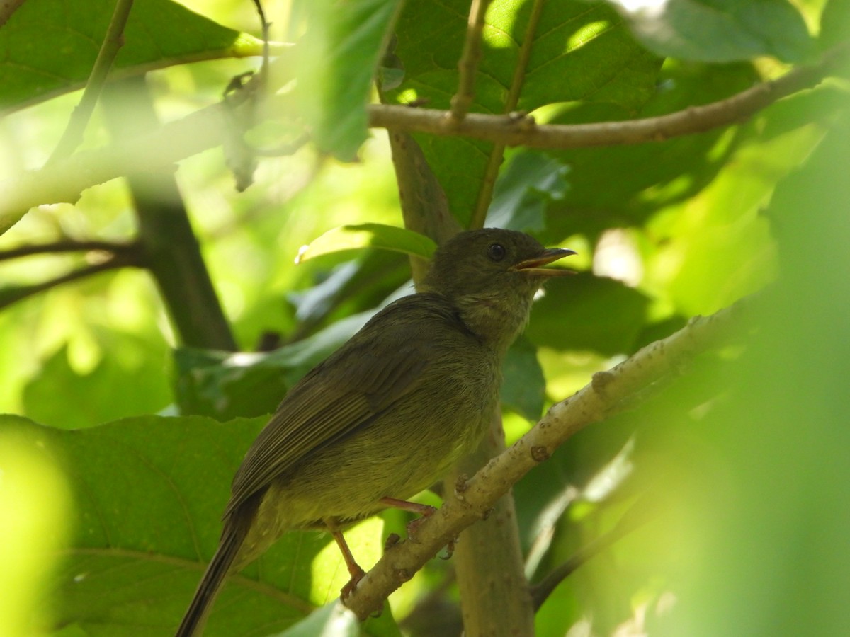 Bulbul verdâtre - ML473267841