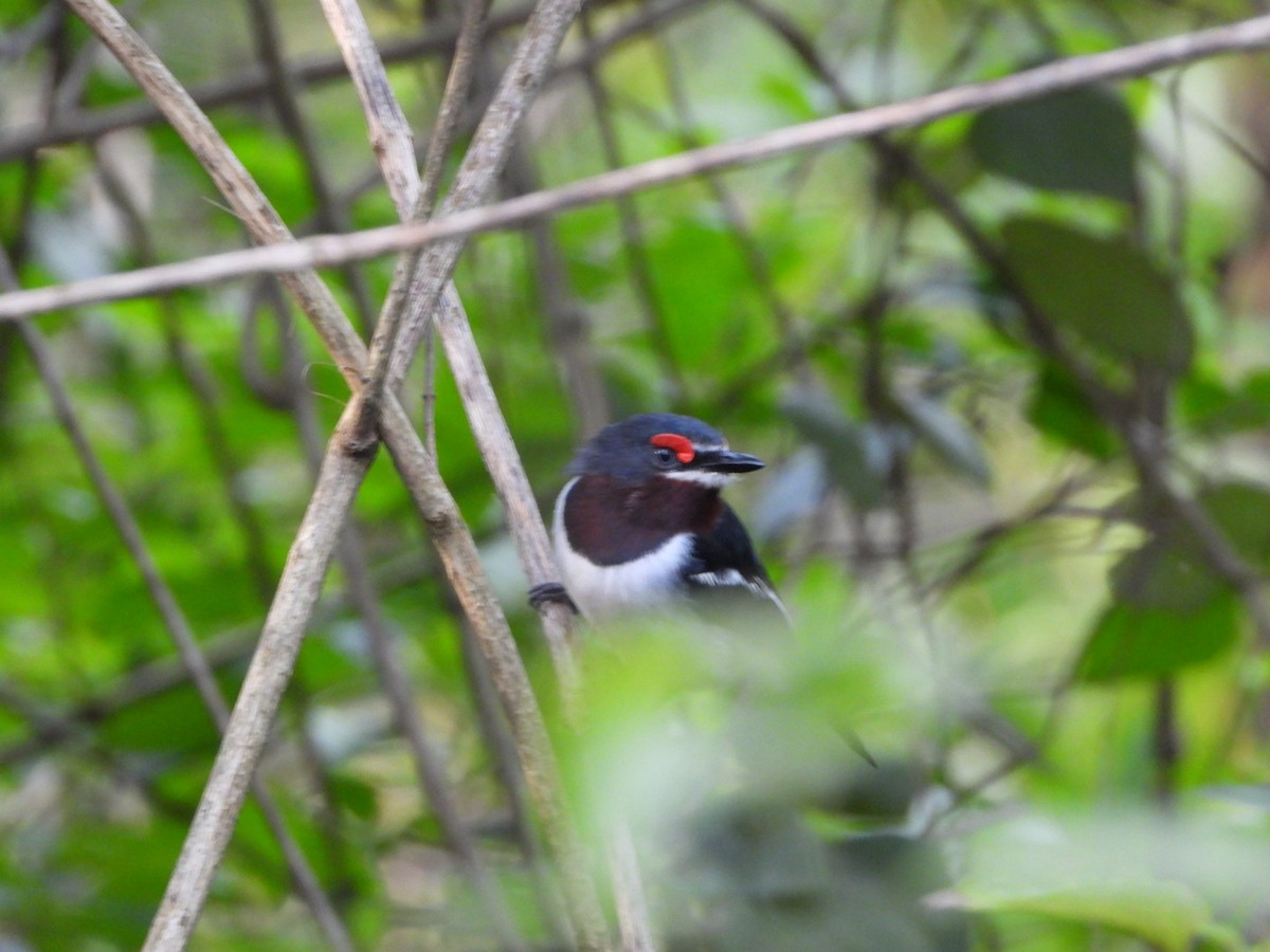 Brown-throated Wattle-eye - ML473268551