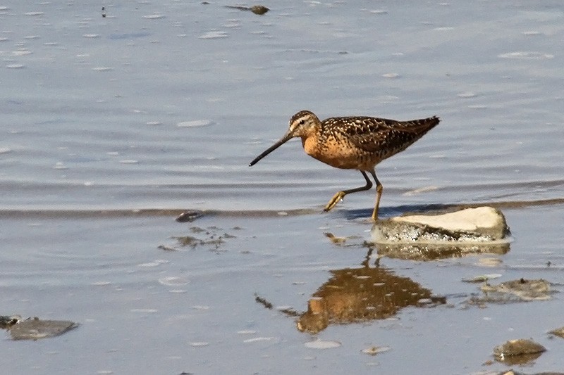 Short-billed Dowitcher - Michel Juteau