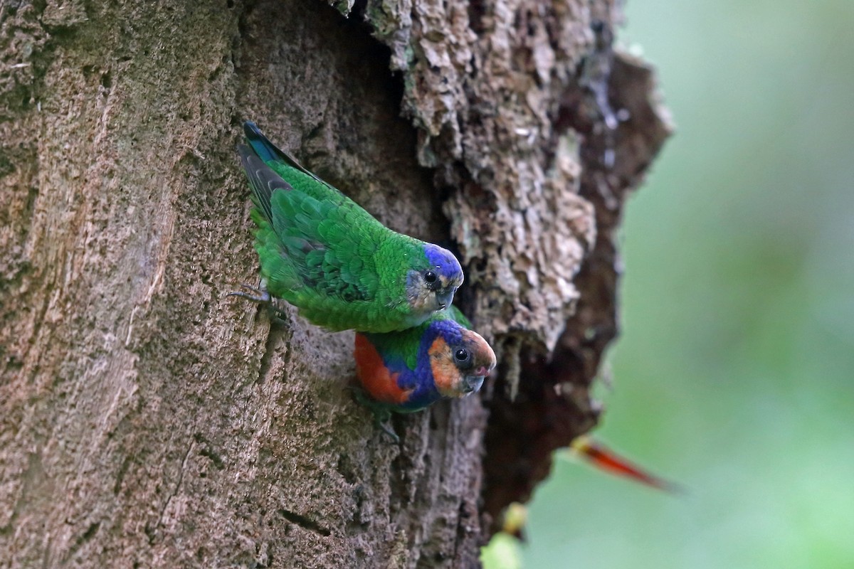 Red-breasted Pygmy-Parrot - Nigel Voaden