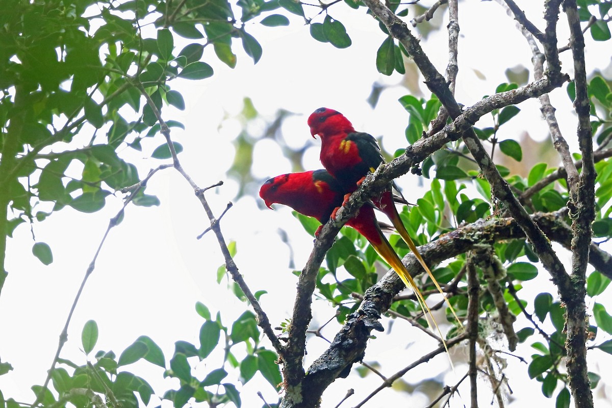 West Papuan Lorikeet - ML47327091