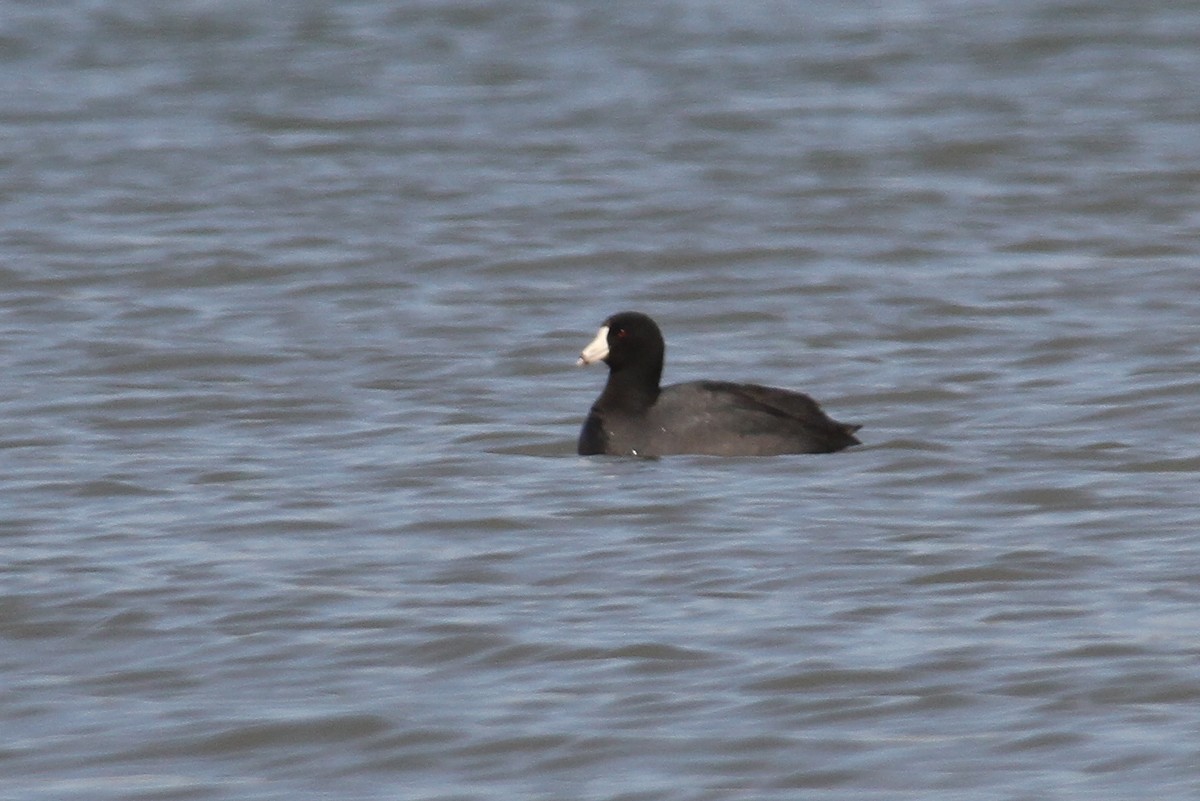 American Coot - ML473270911