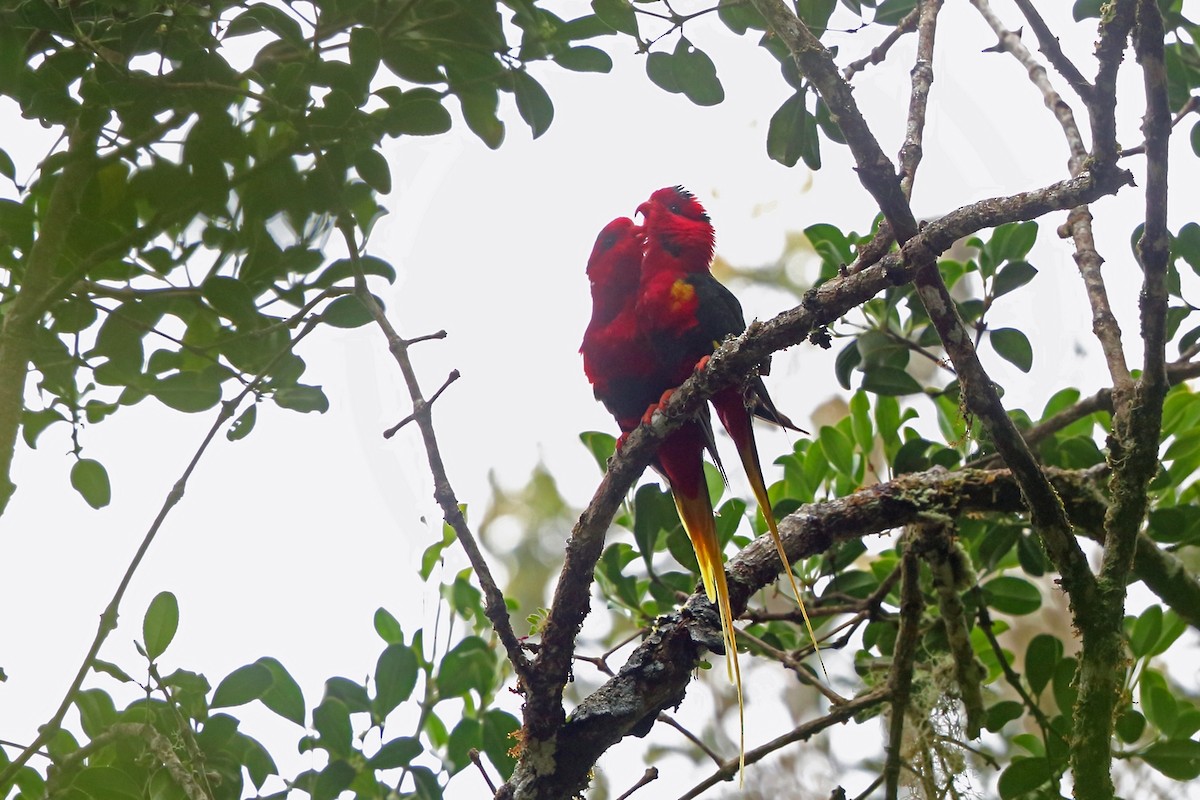 West Papuan Lorikeet - Nigel Voaden