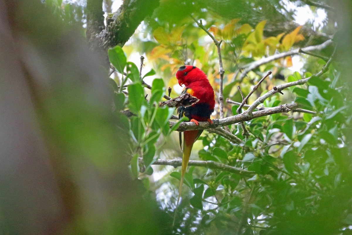 West Papuan Lorikeet - ML47327111