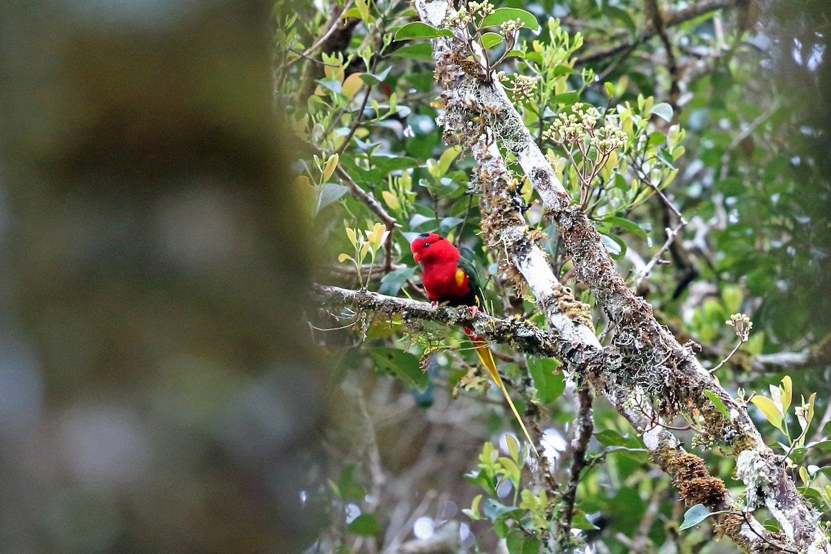 West Papuan Lorikeet - ML47327121