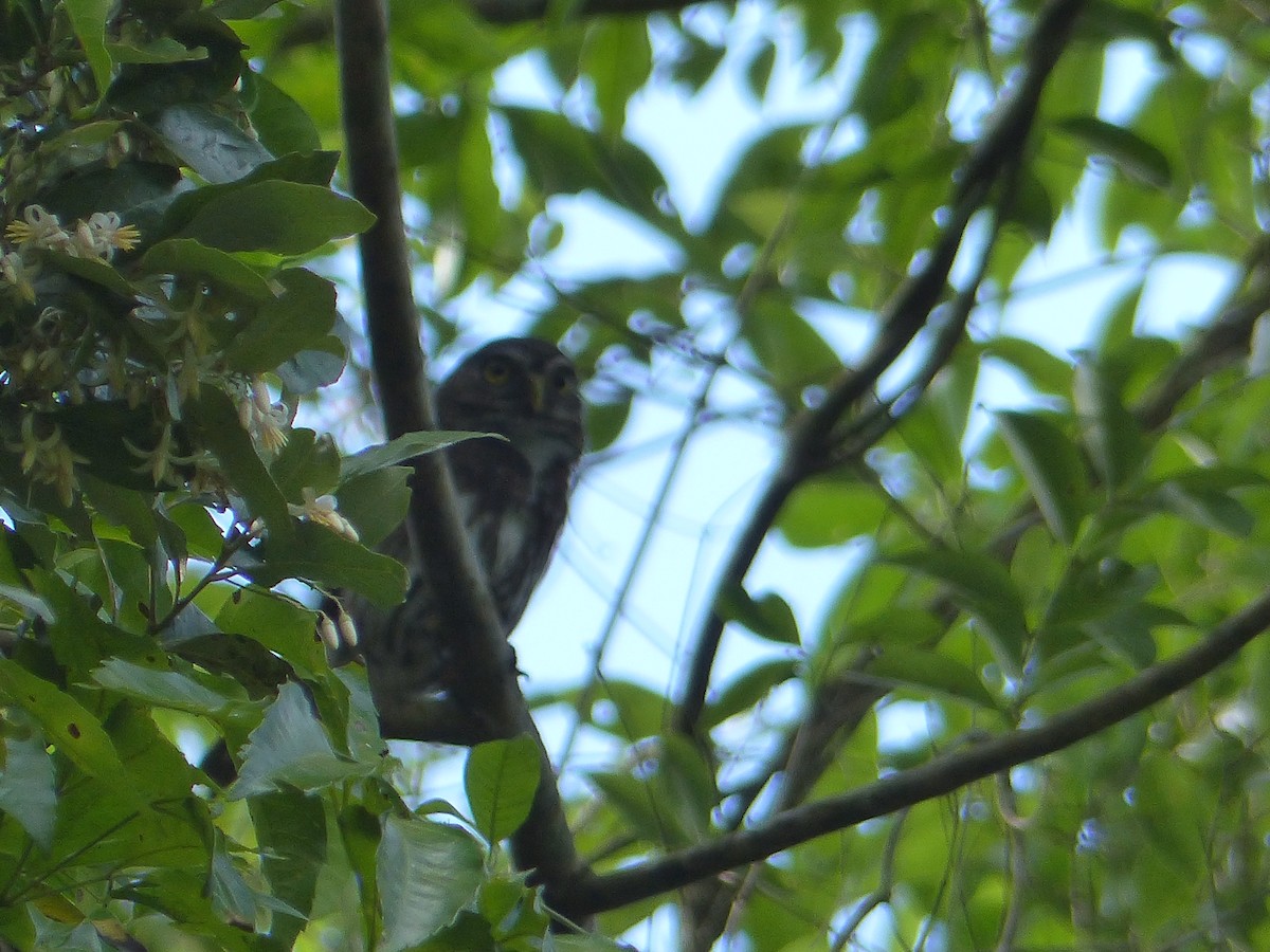 Ferruginous Pygmy-Owl - ML473271741