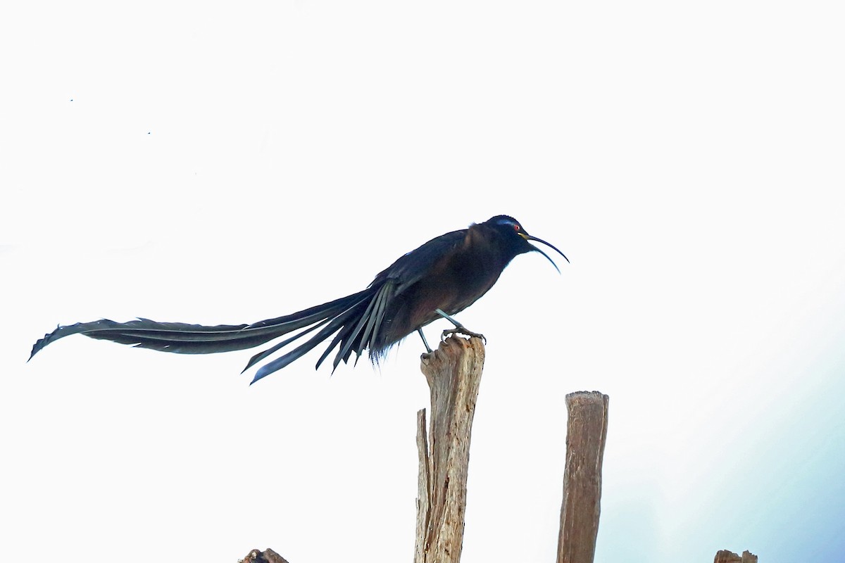 Black Sicklebill - Nigel Voaden