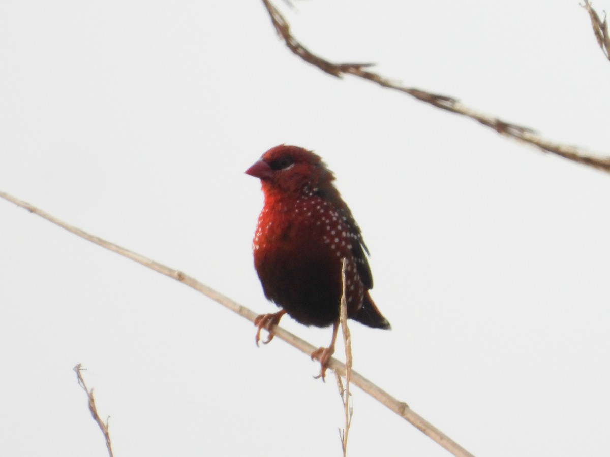 Red Avadavat - ML473272171