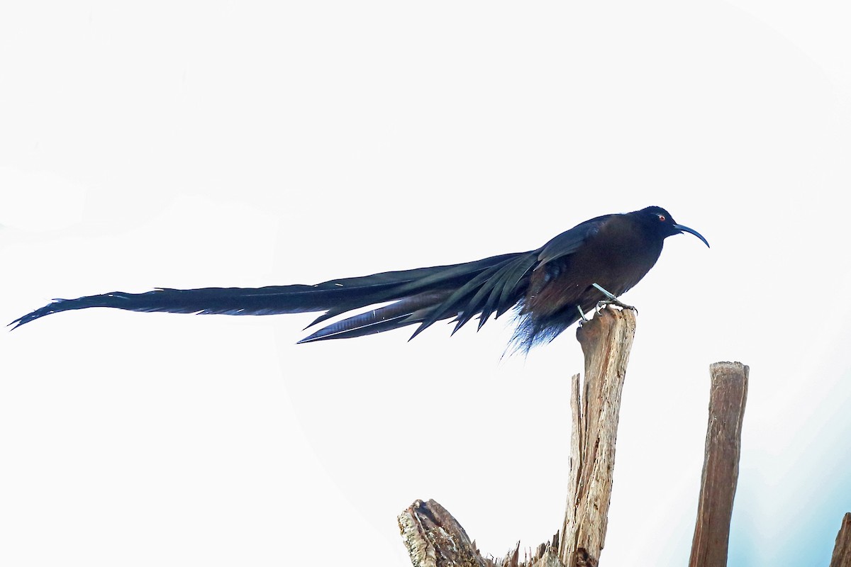 Black Sicklebill - Nigel Voaden