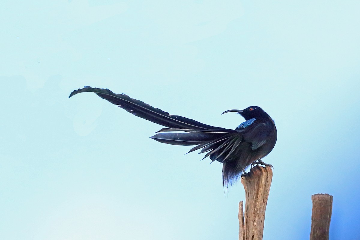 Black Sicklebill - Nigel Voaden