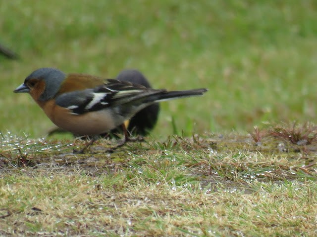 Common Chaffinch - George Koppel