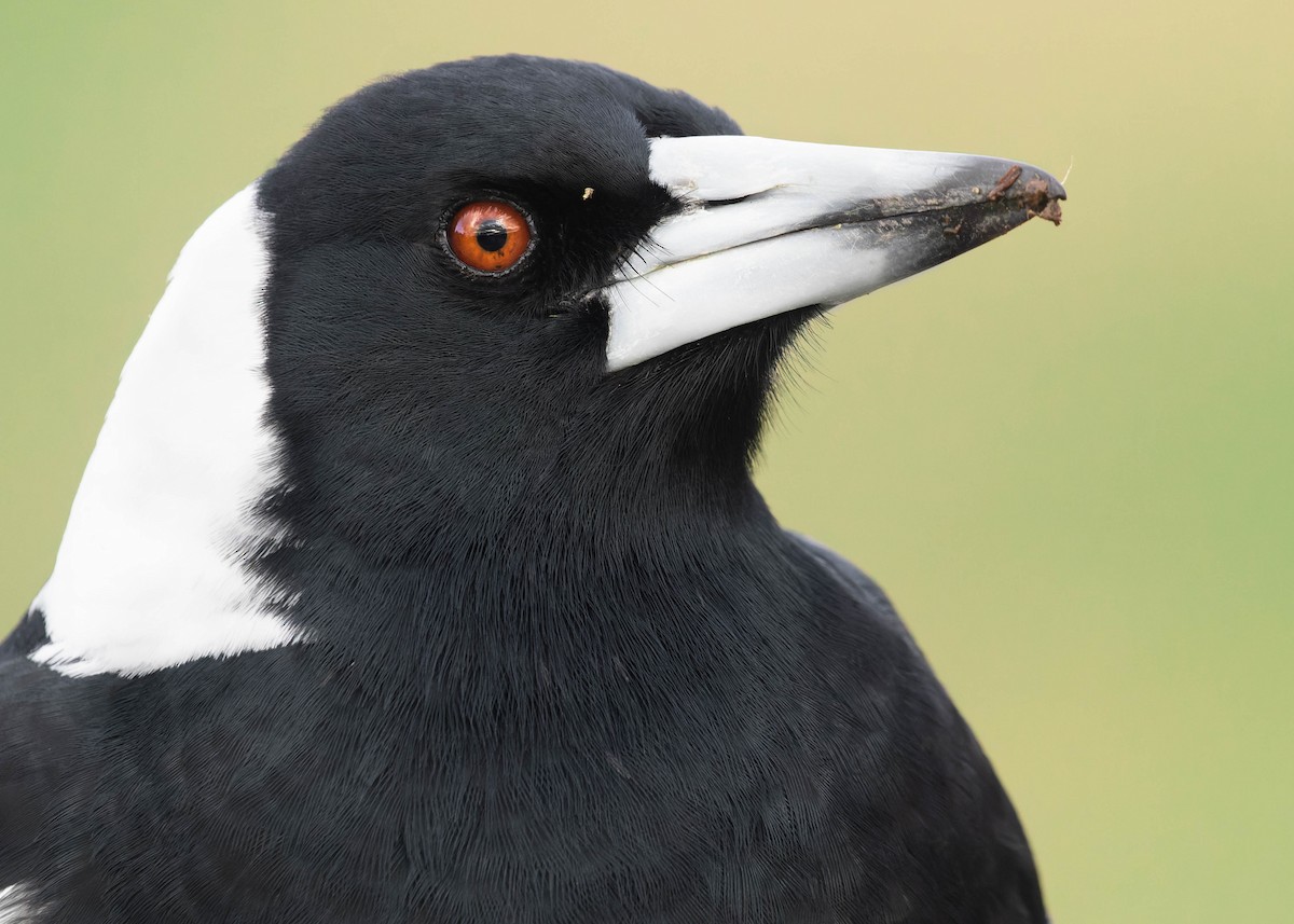 Australian Magpie - ML473273391