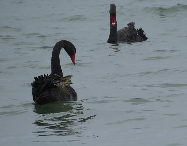 Black Swan - George Koppel
