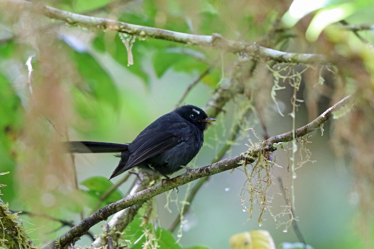 Black Fantail - Nigel Voaden