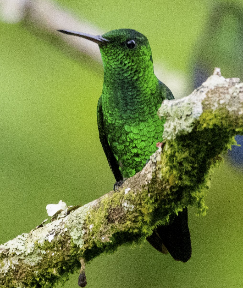 Western Emerald - Scott Young