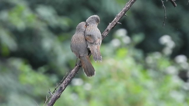 Streaked Laughingthrush - ML473274821