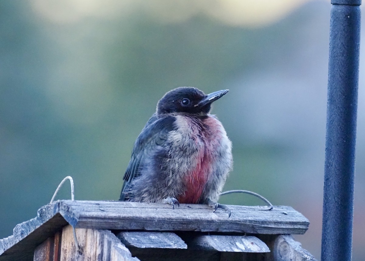 Lewis's Woodpecker - ML473274961