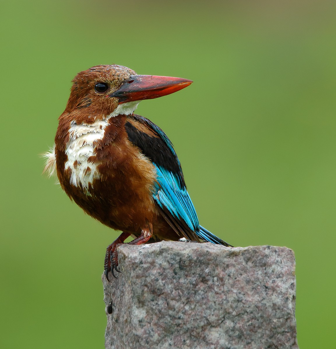 White-throated Kingfisher - ML473275101