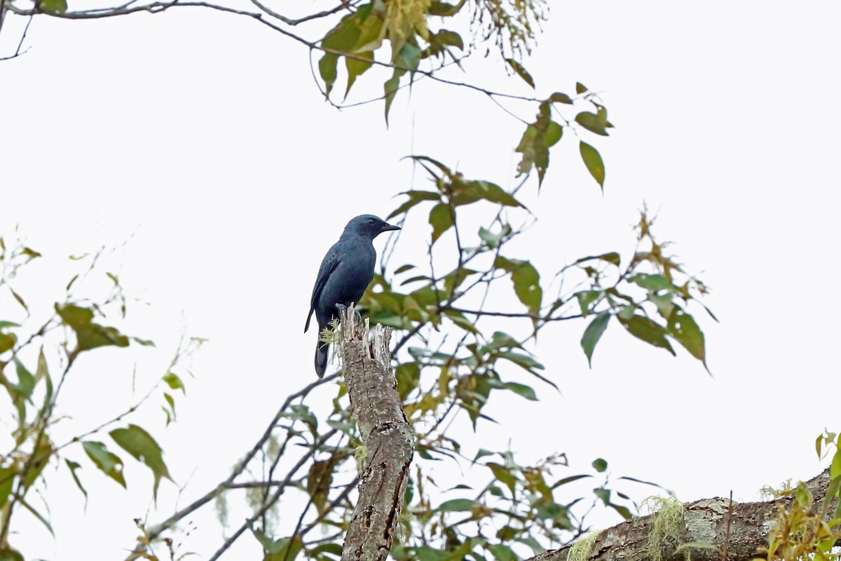 Black-bellied Cicadabird - Nigel Voaden